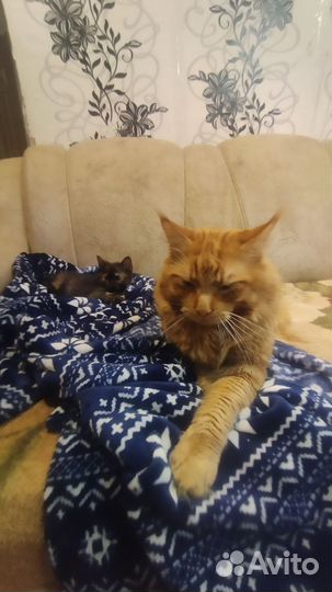 Котёнок помесь Мейн-кун