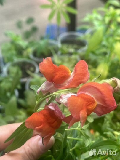 Рассада однолетних цветов