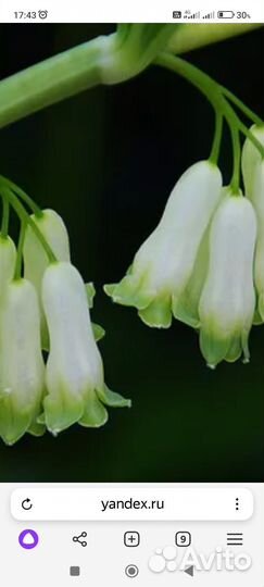 Купена садовая