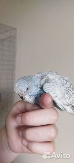 Птенцы выставочных волнистых попугаев