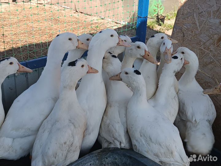 Мясо утки мулард