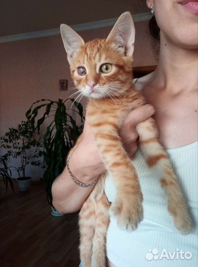Рыжий котенок в добрые руки