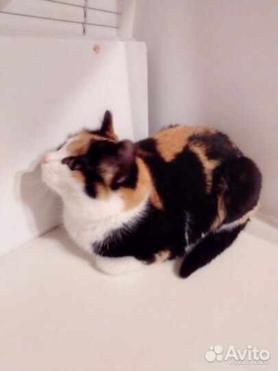 Отдам бесплатно