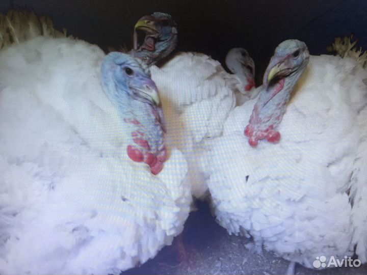 Индюки на мясо