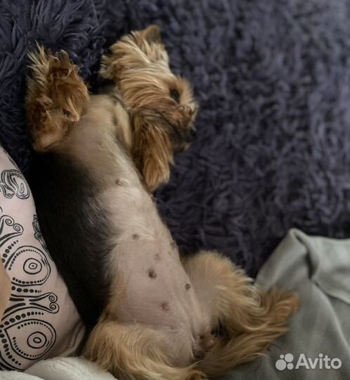 Передержка для собак/котов/грызунов