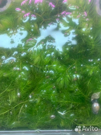 Аквариумные растения Роголистник