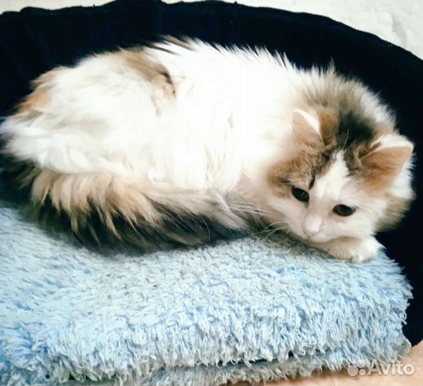 Юная кошечка