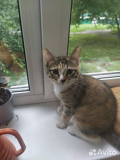 Котенок