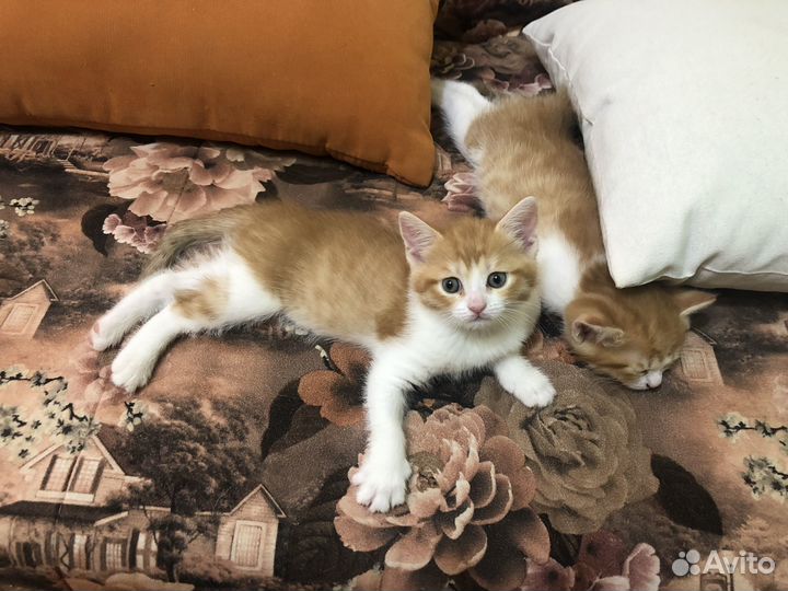 Котята в добрые руки