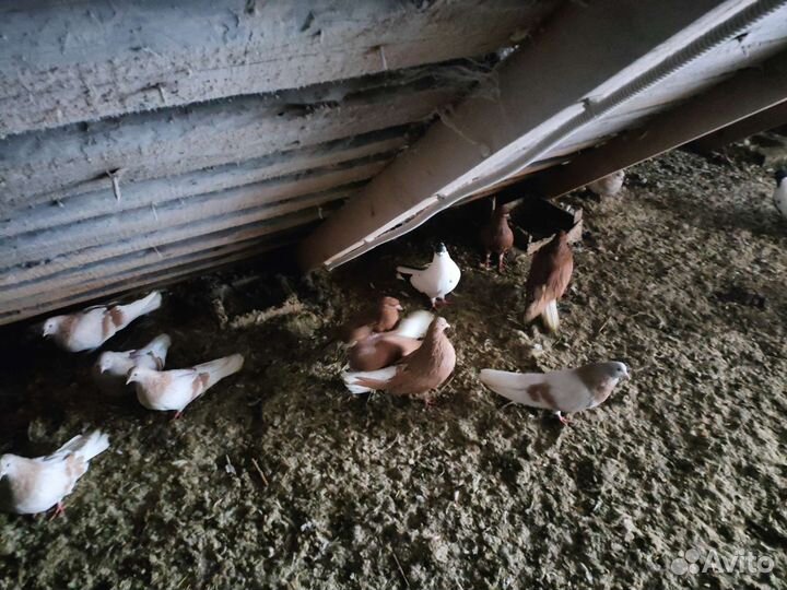 Мастные голуби