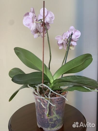 Орхидея фаленопсис / бабочка