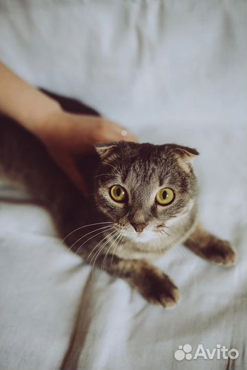 Кошка