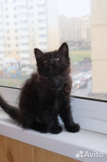 Котику нужен человек