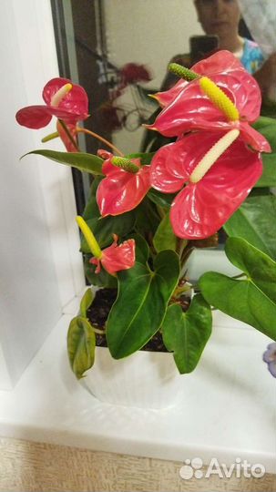 Продажа комнатных цветы