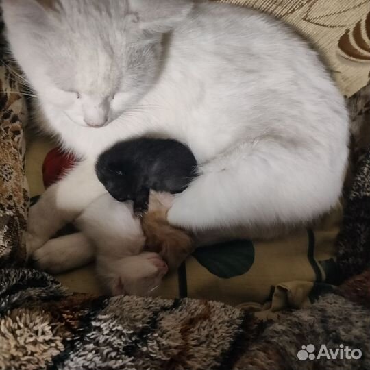 Котята в добрые руки