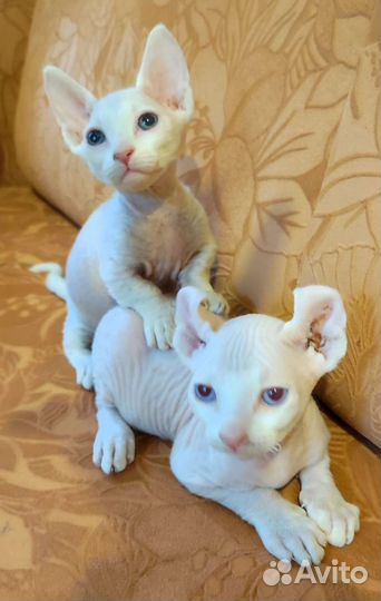 Котята :Кинкалоу, Бамбино, Эльф и Амер. Керл