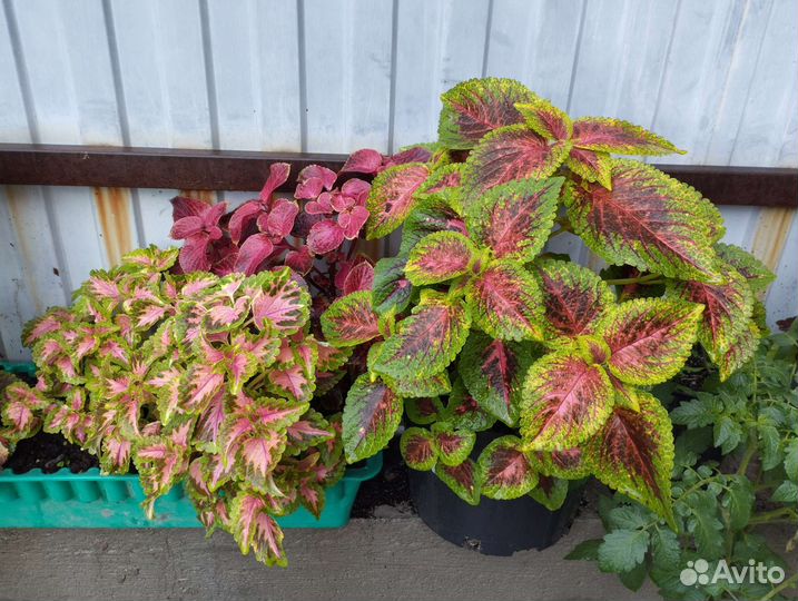 Колеусы вегетативные