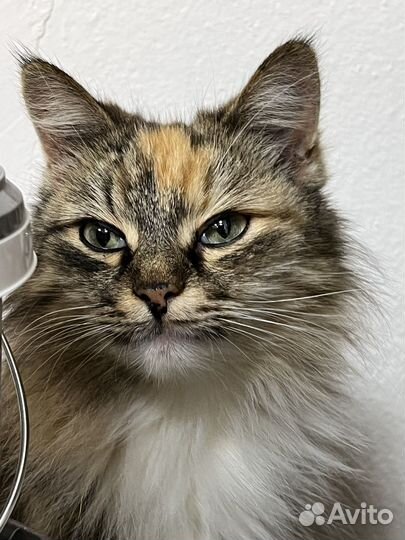 Молодая кошечка