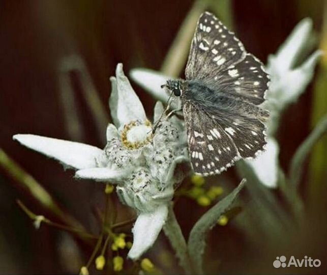 Эдельвейс Альпийский. редкое. Семена