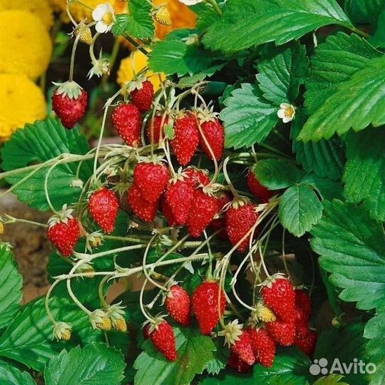 Земляника садовая ремонтантная, виктория