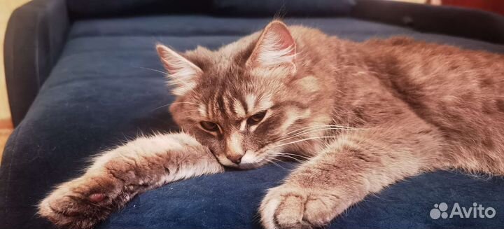 Кошка в дар бесплатно