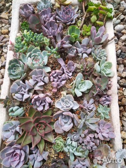 Суккуленты для садиков и флорариумов
