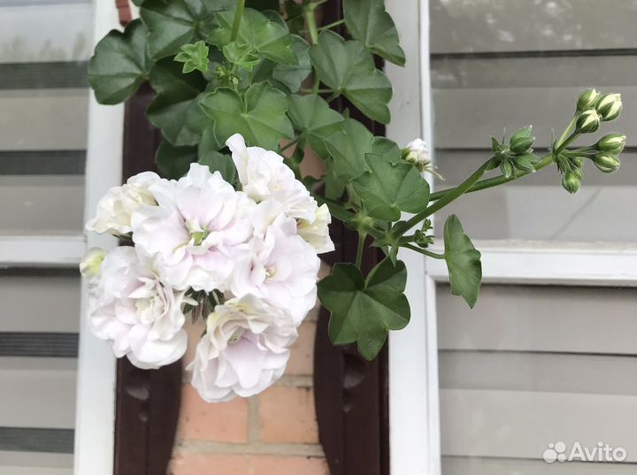 Плющелистная пеларгония (герань, ампельная)