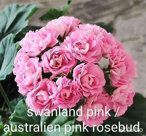 Пеларгония герань