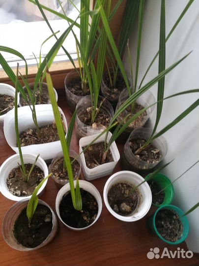 Пальма финиковая