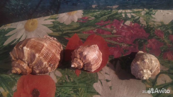 Ракушки морские