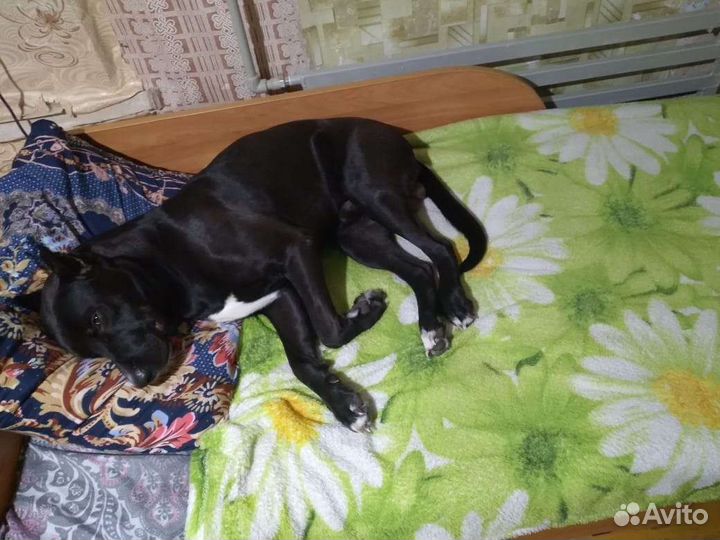 Вязка, кабель питбуля