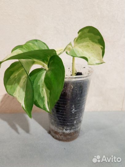 Эпипремнум марбл эпл