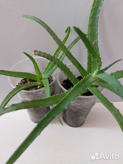 Алоэ столетник