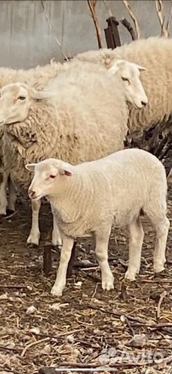 Бараны тексель