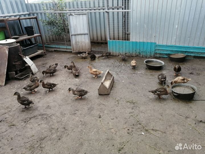 Подсадные утки