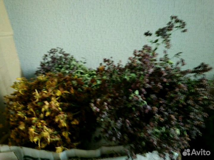 Зверобой, мелисса, мята, клевер, Иван чай, душица