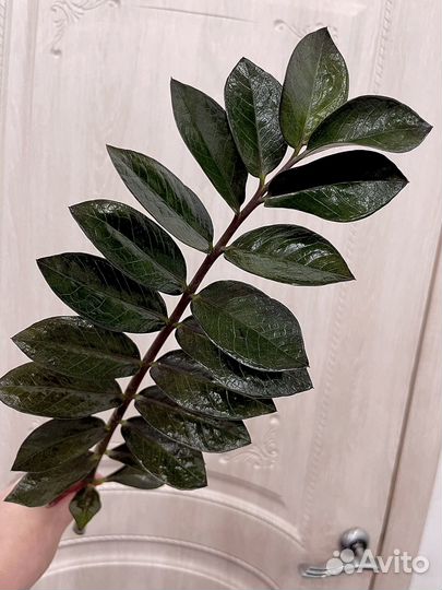 Замиокулькас вариегатный