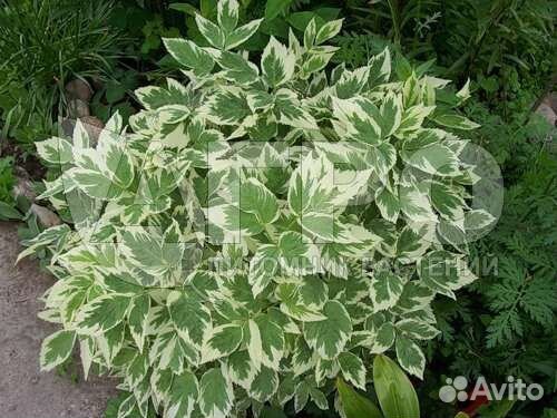 Сныть вериегатная (многолетник)