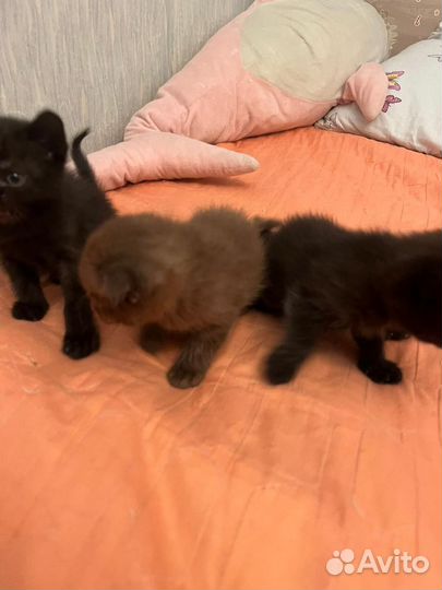 Британские котята