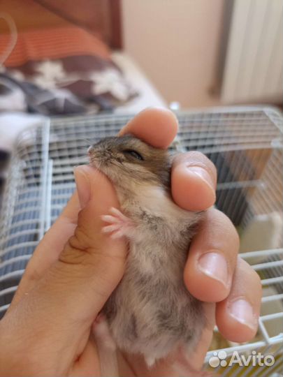 Джунгарские хомячки