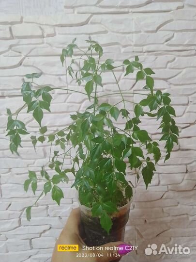 Рдермахера