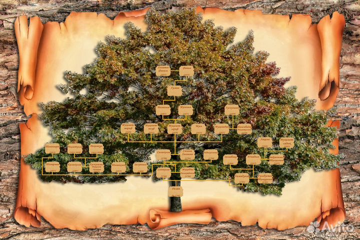 Составление родословной