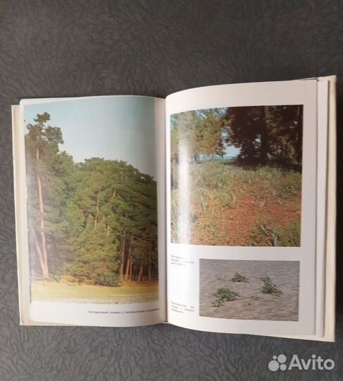 Пицунда-Мюссерский заповедник, 1987