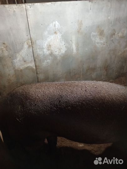 Поросята. Хряк