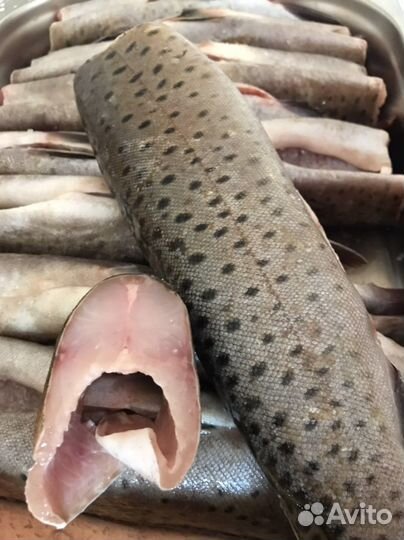 Рыба хариус, царская