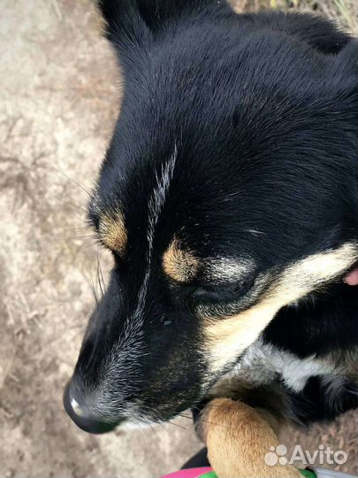 Собака в добрые руки