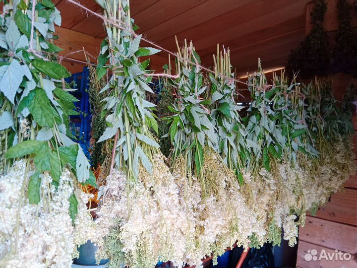 Душица, зверобой. Свежий сбор 2023 г