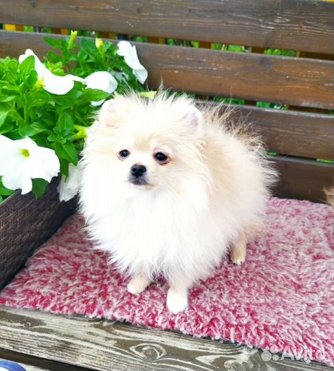 Померанский шпиц мальчик мини