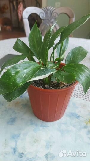 Спацифилум