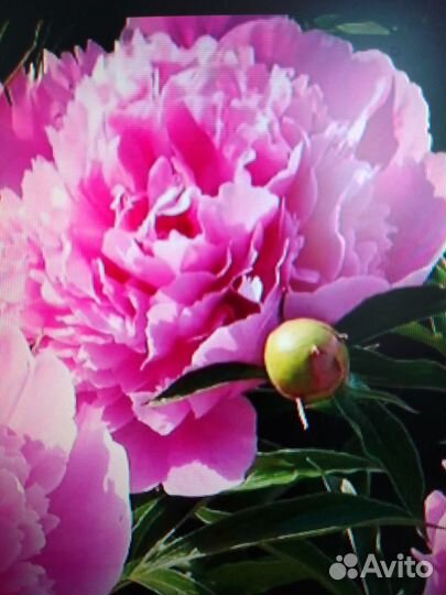 Пионы розовые